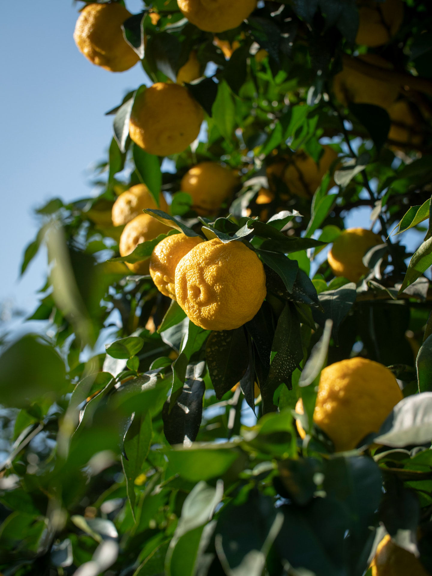 Ripe yellow yuzu fruit on the tree in natural light