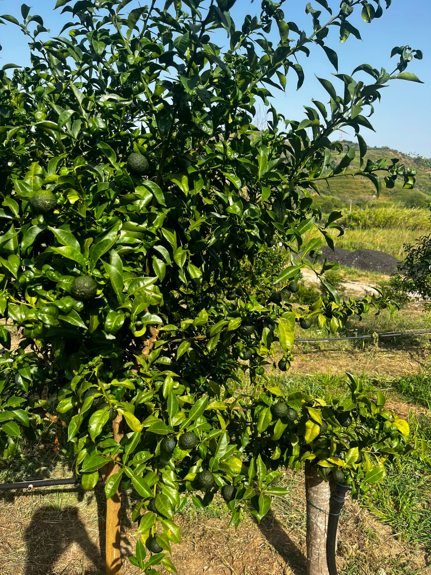 Sicilian yuzu tree with fresh fruit