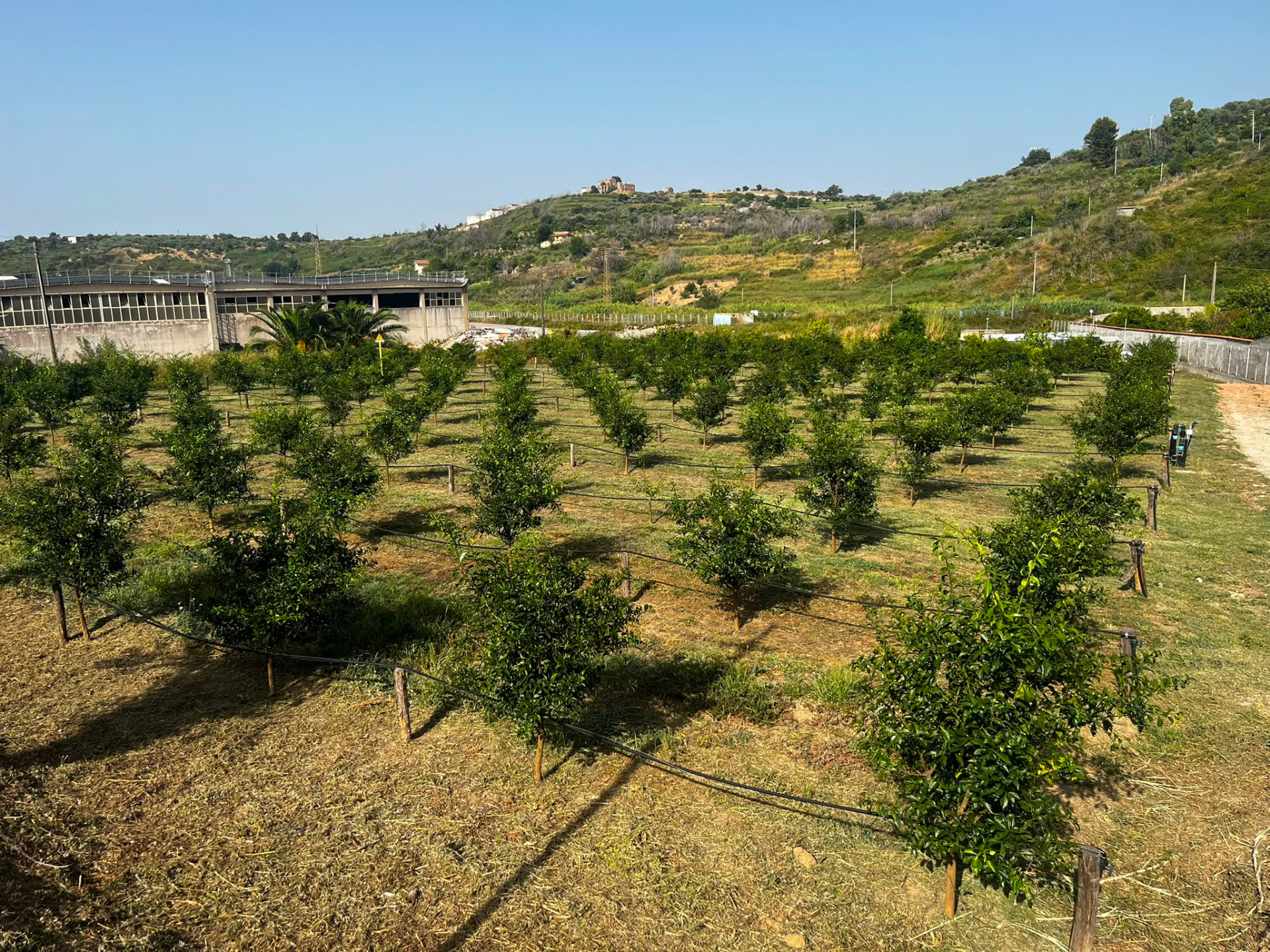 Sicilian yuzu orchard view prepared for the 2026 harvest