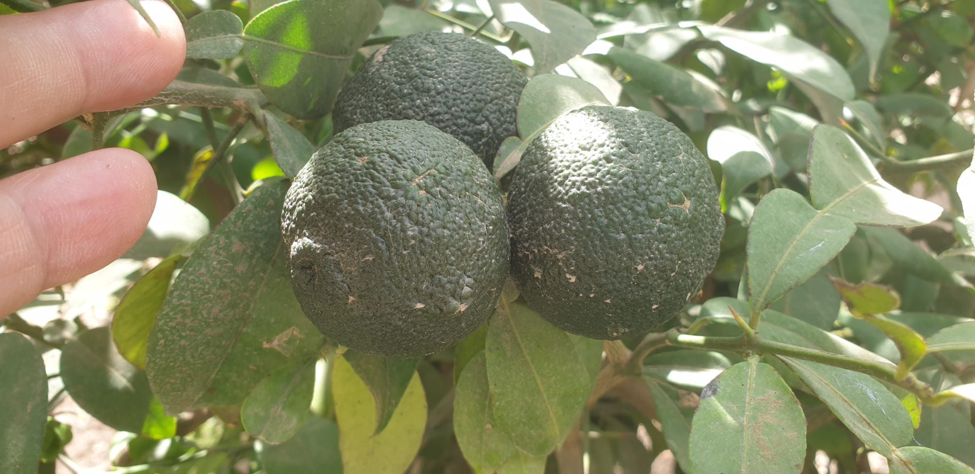 Fresh green Sicilian yuzu held on the tree